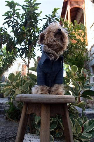 Oli And Lui Jean-Kot Fabric Dog Shirt