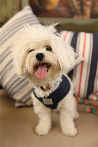 Oli and Lui La Festa Dog Harness