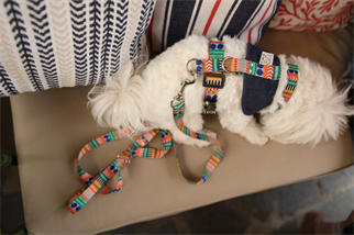 Oli and Lui La Festa Dog Harness
