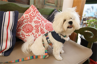 Oli and Lui La Festa Dog Harness