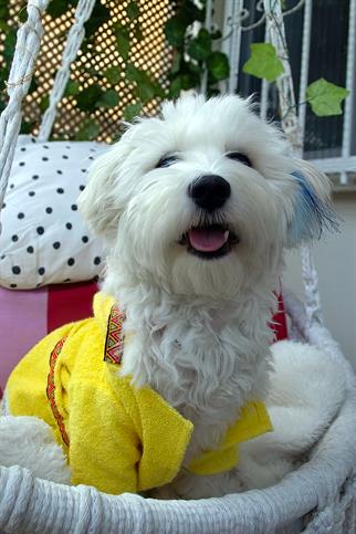 Oli and Lui Lemon Köpek Bornozu