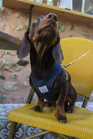 Oli and Lui Matisse Dog Harness