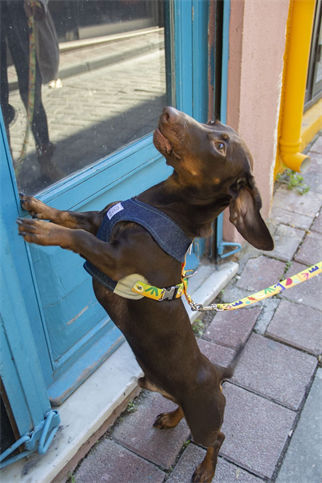 Oli and Lui Matisse Dog Harness