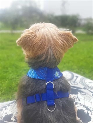 Oli and Lui Mavi Köpek Göğüs Tasması