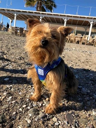 Oli and Lui Mavi Köpek Göğüs Tasması