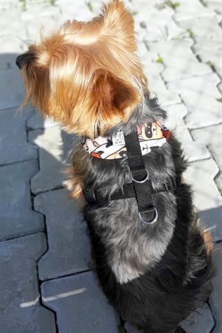 Oli And Lui Orange Dog Breast Collar