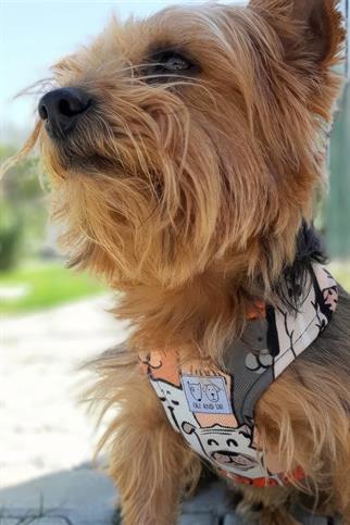 Oli And Lui Orange Dog Breast Collar