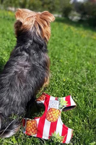Oli And Lui Pinapple Dog Breast Collar