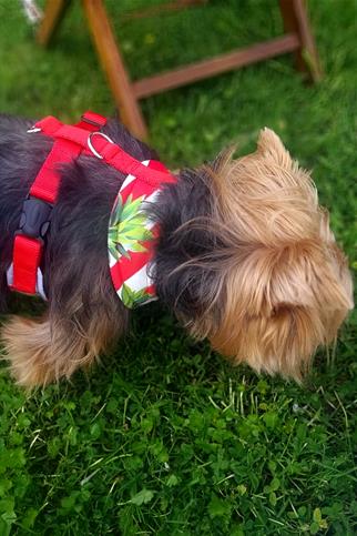 Oli And Lui Pinapple Dog Breast Collar