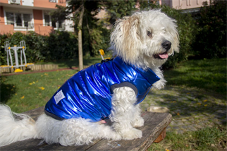 Oli and Lui Sax Blue Köpek Montu