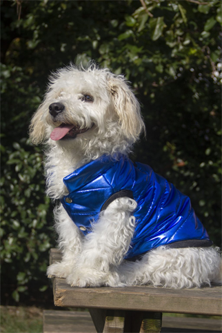 Oli and Lui Sax Blue Köpek Montu