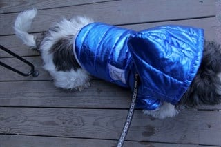 Oli And Lui Sax Blue-Saks Blue Sleeve Dog Coat