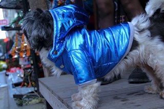 Oli And Lui Sax Blue-Saks Blue Sleeve Dog Coat