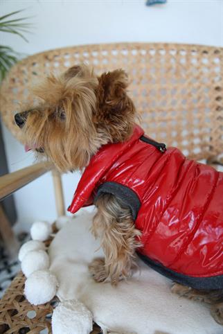 Oli and Lui Sax Kırmızı Köpek Montu