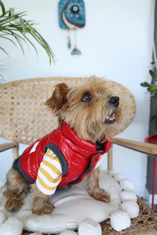 Oli and Lui Sax Kırmızı Köpek Montu