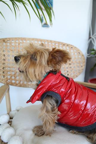 Oli and Lui Sax Kırmızı Köpek Montu