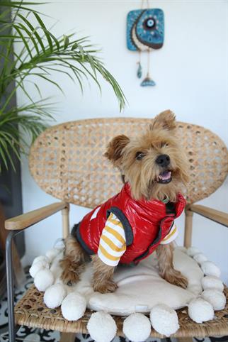 Oli and Lui Sax Kırmızı Köpek Montu