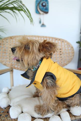 Oli and Lui Sax Sarı Köpek Montu