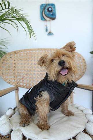 Oli and Lui Sax Siyah Köpek Montu