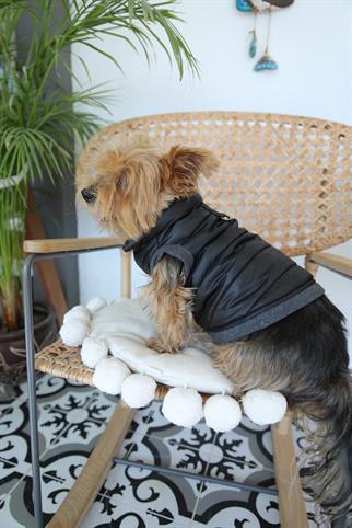 Oli and Lui Sax Siyah Köpek Montu