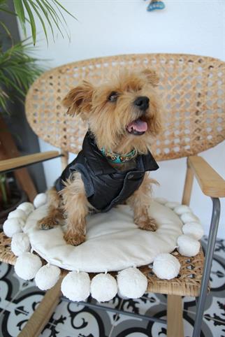 Oli and Lui Sax Siyah Köpek Montu