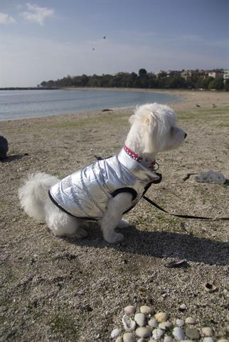 Oli and Lui Silver Köpek Montu