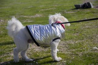 Oli and Lui Silver Köpek Montu