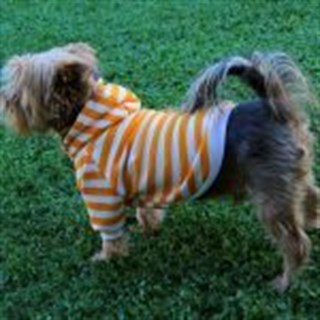 Oli and Lui Stripy Köpek Swetshirt