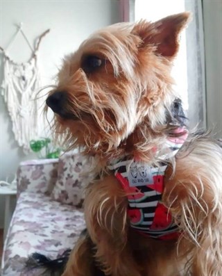 Oli and Lui Watermelon Köpek Göğüs Tasması