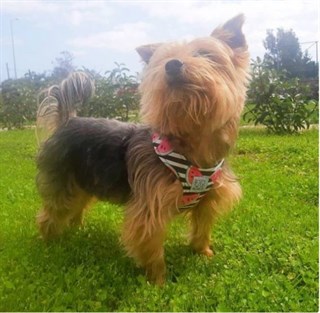 Oli and Lui Watermelon Köpek Göğüs Tasması