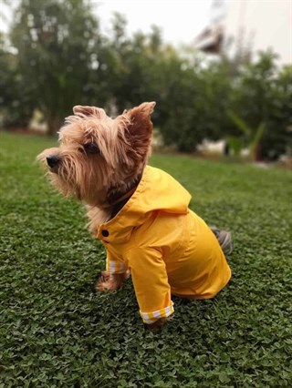 Oli and Lui Yellow Stripes Köpek Yağmurluk