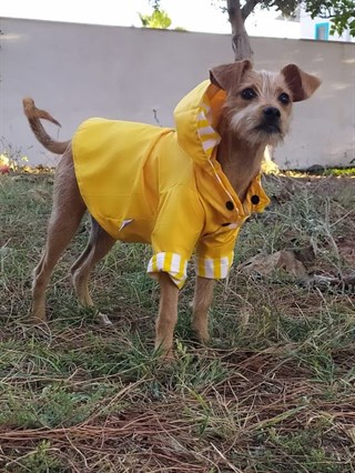 Oli and Lui Yellow Stripes Köpek Yağmurluk