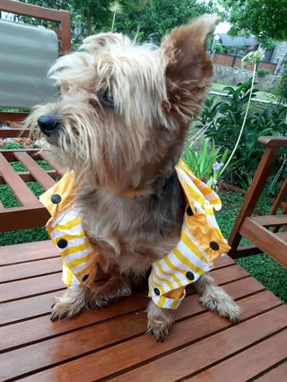 Oli and Lui Yellow Stripes Köpek Yağmurluk