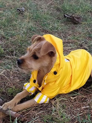 Oli and Lui Yellow Stripes Köpek Yağmurluk