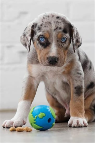 Outward Hound Orbee-Tuff Planet Ball 