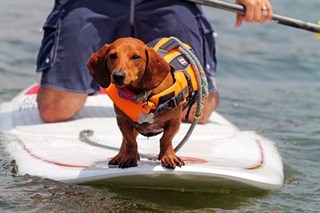 Outward Hound Pupsaver Dog Life Vest Xl