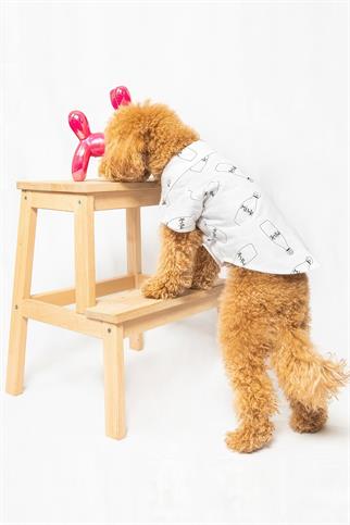 Paw Icons I Am Not A Morning Dog Dog Shirt