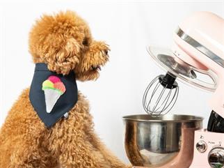 Paw Icons Ice Cream Köpek Bandana