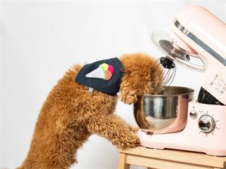 Paw Icons Ice Cream Köpek Bandana