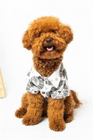 Paw Icons Lion In The Street Dog Shirt