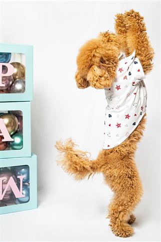 Paw Icons Love Is Found Dog Shirt