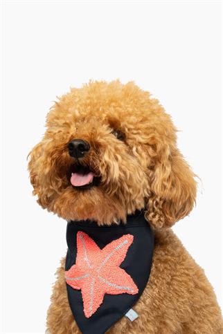 Paw Icons Starfish Köpek Bandana