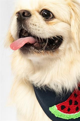 Paw Icons Watermelon Köpek Bandana