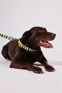 Pawlook Fenerbahçe Licensed Dog Neck Collar, Dog Neck Collar with Bar