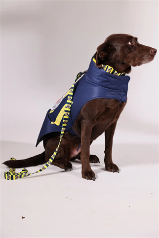 Pawlook Fenerbahçe Licensed Dog Raincoat