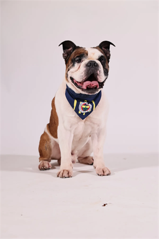 Pawlook Fenerbahçe Licensed Pet Bandana Dog Bandana