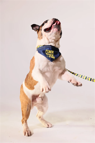 Pawlook Fenerbahçe Licensed Pet Bandana Dog Bandana Dog Bandanas Lantern Fan