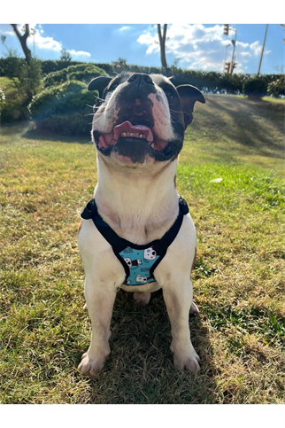 Pawlook Dog Harness Backpack Cutedog