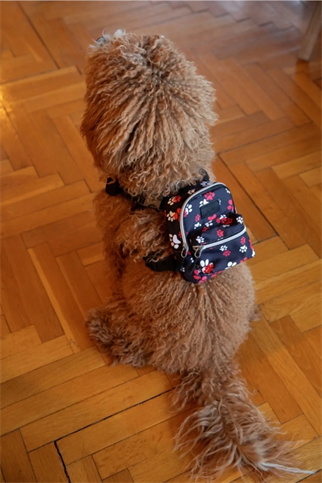 Pawlook Dog Bowl Backpack -Pws Up