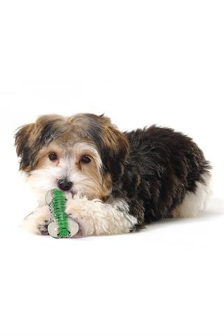 Petstages Crunchcore Bone Dog Chew Toy Dog Toy - Xsmall